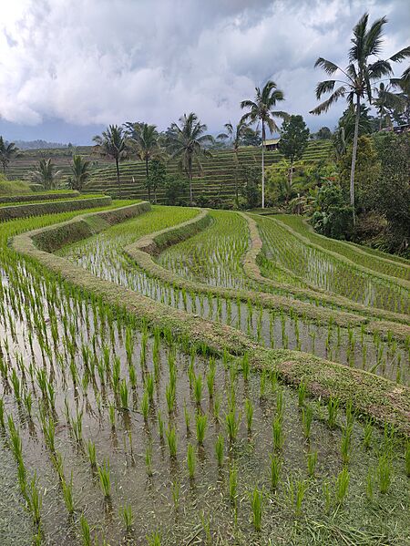 Rice Field - Bali