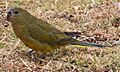 Rock Parrot Cape Leeuwin 2 email