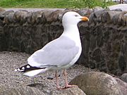 Seagull1