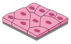Archivo:Simple squamous epithelium