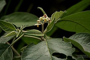 Archivo:Solanum erianthum Don W IMG 1621