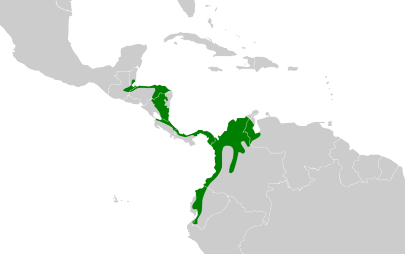 Thamnophilus atrinucha map