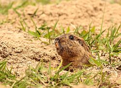 Tuco-tuco, Tiny Tuco Tuco (Ctenomys minutus).jpg