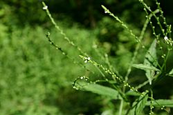 Verbena urticifolia 001.JPG