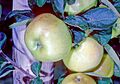 Verde Doncella on tree, National Fruit Collection (acc. 1957-082)