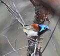 Vfairy wren 2 - Christopher Watson