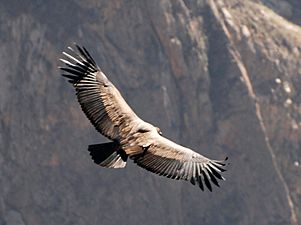 Vultur gryphus 1