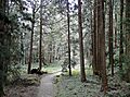 Alishan Forest Park 02