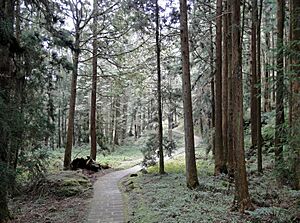 Archivo:Alishan Forest Park 02