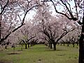 Almendros en flor VIII