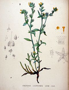 Archivo:Amsinckia lycopsioides — Flora Batava — Volume v20