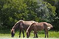 Assateague Island horses August 2009 1