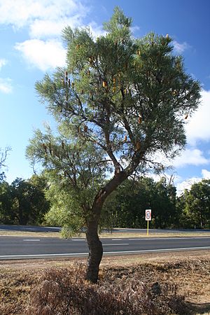 Archivo:Banksia littoralis roadside Bunbury 2
