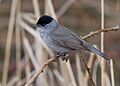 Blackcap - sylvia atricapilla by Tony Smith (small)