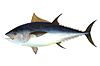 Pelagic Pez (Atlántico bluefin atún)