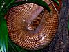 Boidae Epicrates maurus 1.jpg
