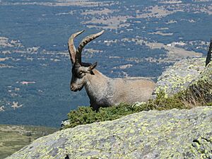 Archivo:Cabra montés. Sierra de Guadarrama. España, Spain