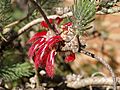 Calothamnus quadrifidus 03