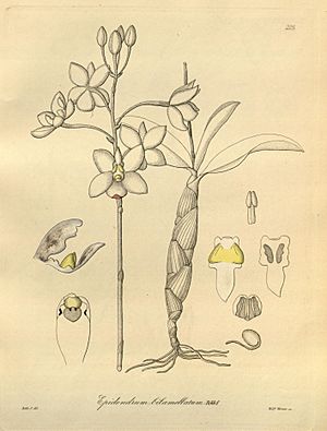 Archivo:Caularthron bilamellatum (as Epidendrum bilamellatum) - Xenia 3 pl 225