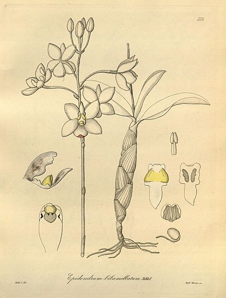 Caularthron bilamellatum (as Epidendrum bilamellatum) - Xenia 3 pl 225