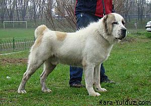 Archivo:Central Asian Shepherd Dog - Aladzha Kara Yulduz