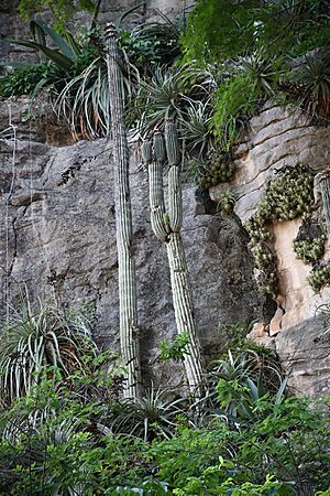 Archivo:Cephalocereus apicicephalium4
