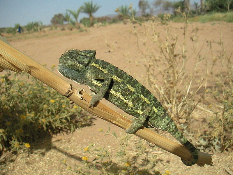 Chamaeleo africanus 65651533