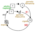 Ciclo de vida haplonte