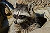 Common Raccoon (Procyon lotor) (10388591995).jpg