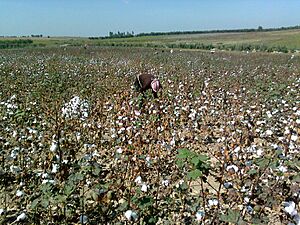 Archivo:Cotton handle peeling (Buka district, Tashkent region, Uzbekistan)-03