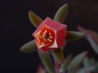Archivo:Crassulaceae Echeveria harmsii (14)