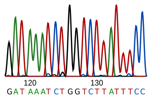 Archivo:DNA sequence