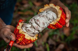 Digital Inclusion in the Peruvian Amazon - 48138694956.jpg