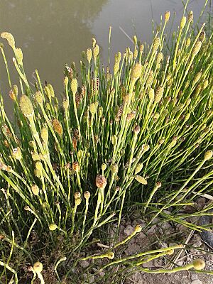 Archivo:Equisetum variegatum