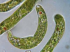 Archivo:Euglena sp