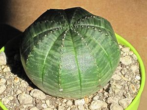 Archivo:Euphorbia obesa 21
