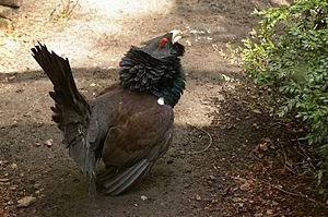Głuszec (Tetrao urogallus), łódzkie zoo.jpg