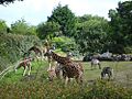 Giraffes at the Belfast zoo