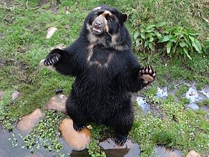 Archivo:Granja Porcón - Zoo - Bear