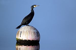 Archivo:Great cormorant (Phalacrocorax carbo)