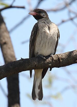 Archivo:Greater Honeyguide (Indicator indicator) (45663851145), crop