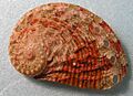 Haliotis squamosa 001