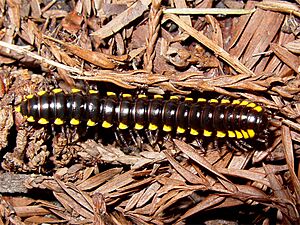 Archivo:Harpaphe haydeniana 001