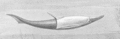 Heterostraci