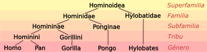 Hominoid taxonomy 6 es.svg