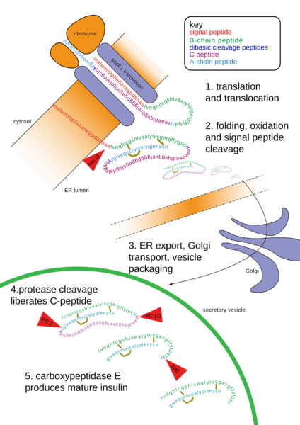 Insulin path