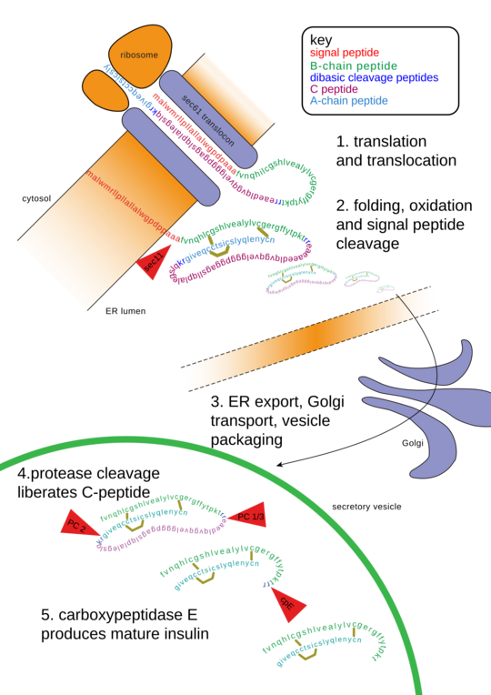 Archivo:Insulin path