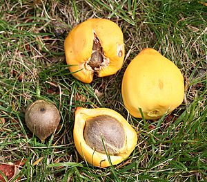 Archivo:Jubaea chilensis (Fruit and nut) nuytsia pix