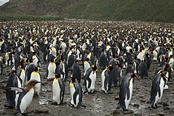 Archivo:King Penguins at Salisbury Plain (5719368307)