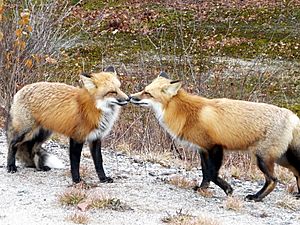 Archivo:Kissing Foxes